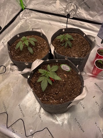 Humboldt  — vegetative, day 23