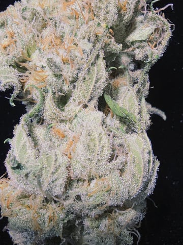 Dirty Bird - Thousand Island Fem & Platinum Kush Breath Remix x Grape Cakehead Fem Photo  — harvest, day 127