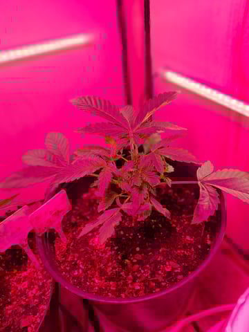 lil babies  — vegetative, day 4