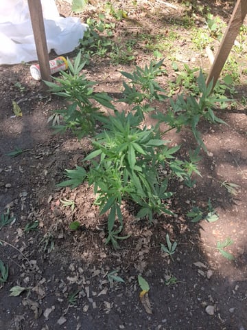 My First Grow — flower, day 19