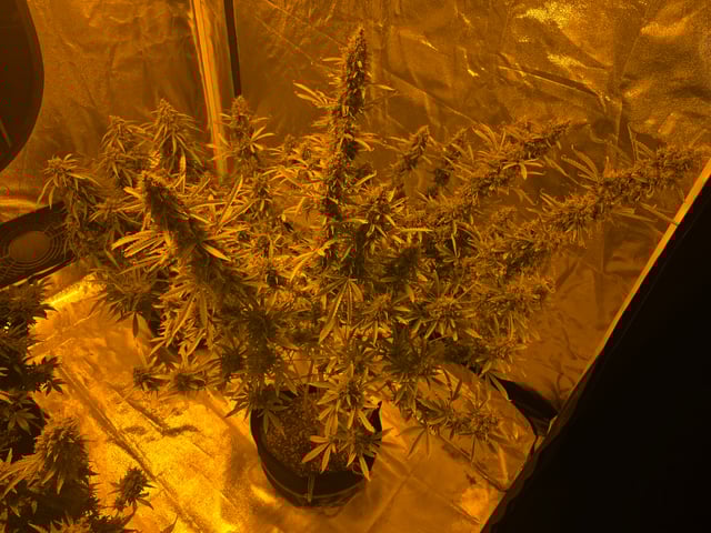 2nd Autoflower Indoor Grow — flower, day 105