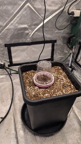 Lemon Cherry Gelato Auto — germination, day 1