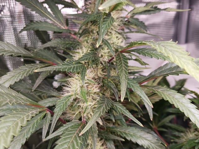 9lbhammer feminized  — harvest, day 81