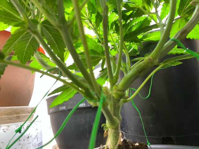 white 🕷️  — vegetative, day 42