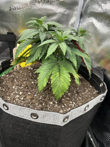 First Grow.. How am I doing? — vegetative, day 37