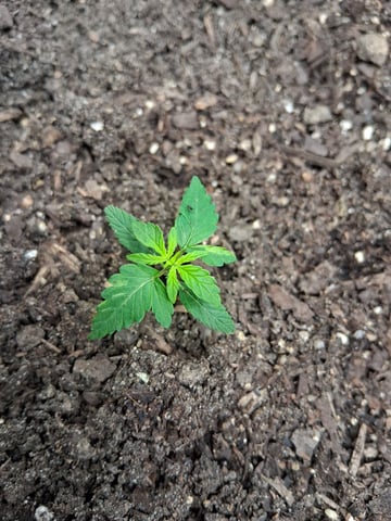 2nd Grow 2.0 New Set Up — grow_setup, day 1