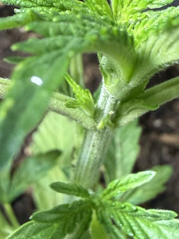 Random Seed — vegetative, day 17