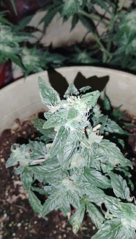 smoke  — flower, day 1