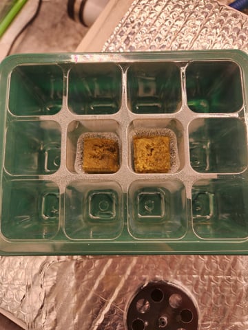 Wedding Cake Auto — germination, day 2