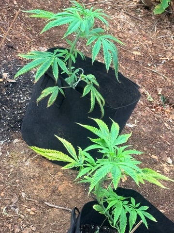 mixing it up — vegetative, day 36