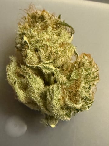 boom420 — harvest, day 107