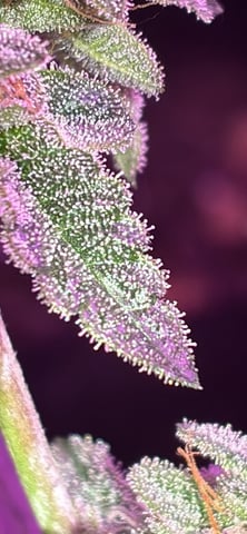 White Widow & Skittlez — flower, day 56