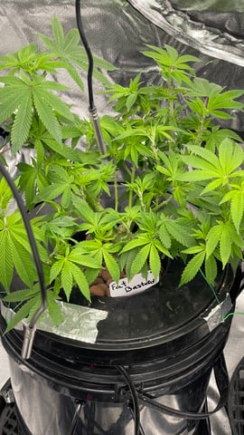 1st Ever Grow (Fat Bastard)(RDWC)  — vegetative, day 81