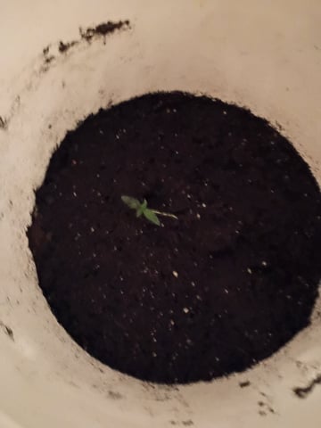 first grow — seedling_rooting, day 167