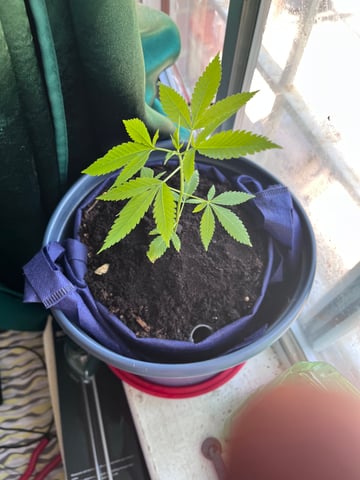 My Devine Conscious  — vegetative, day 37