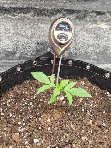 I'll get it right — vegetative, day 19