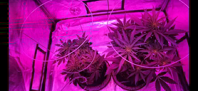 BLACKCHERRY SHERB — vegetative, day 14