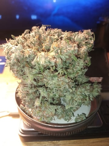 aurora auto — done, day 117