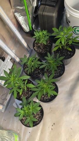 2nd Grow Sesh — vegetative, day 27