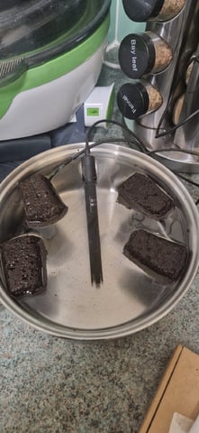 New Start — germination, day 2