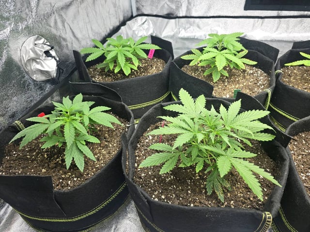 3rd Auto Grow — vegetative, day 40