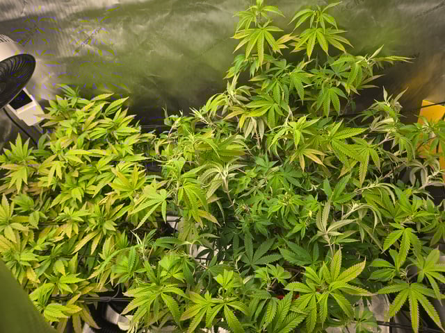 First Grow — vegetative, day 58