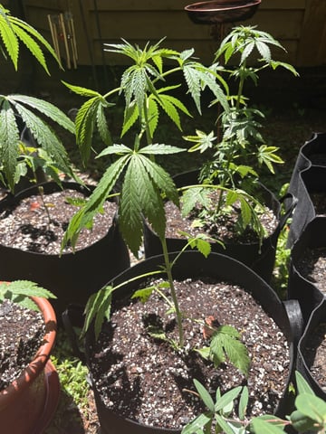 Rc Exotics — vegetative, day 42