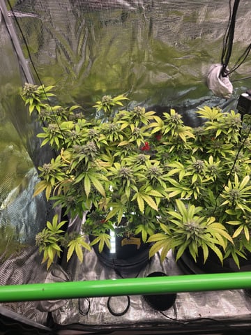 3 in Coco — flower, day 43