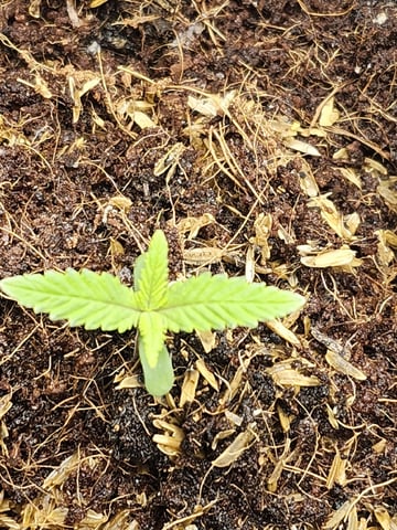 Misses Lovetts — seedling_rooting, day 2