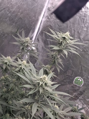 TEAM FULL AUTOS — flower, day 110