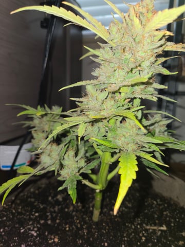 Outdoor Auto's (2nd set)