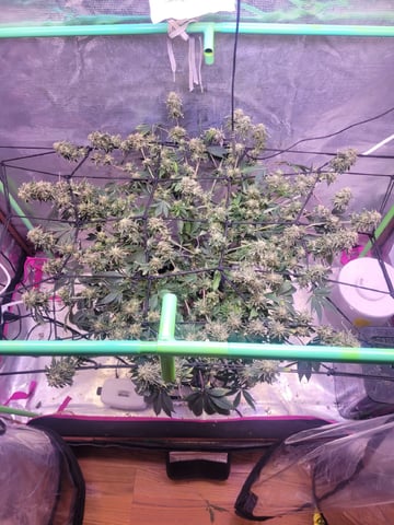 6th Grow — flower, day 91
