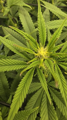 Strawberry Sugar  — flower, day 75