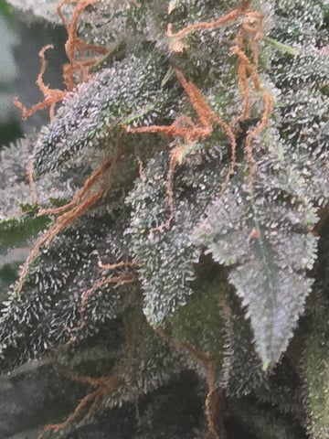 Critical Kush — flower, day 125