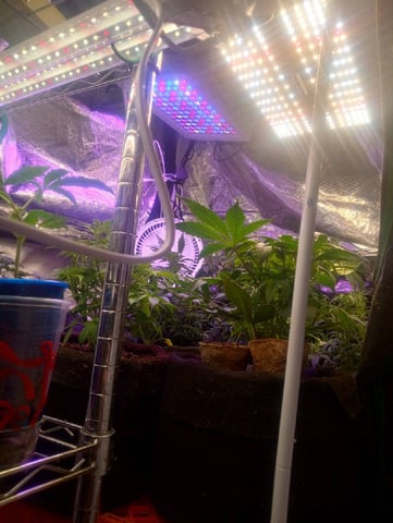  auto mixed pack indoor attempt #1 — vegetative, day 47