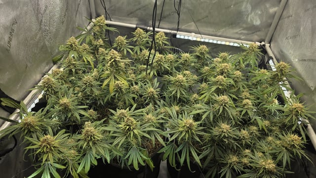 lilac diesel Rbx2 — flower, day 114