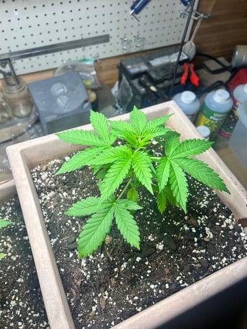 White Widow Twins — vegetative, day 30