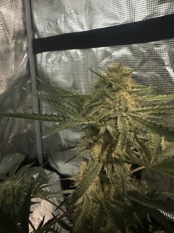Grow Number 2 — flower, day 54