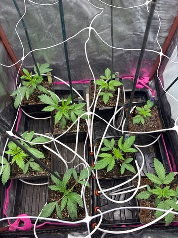 Grow #2 2x2x4 — seedling_rooting, day 27