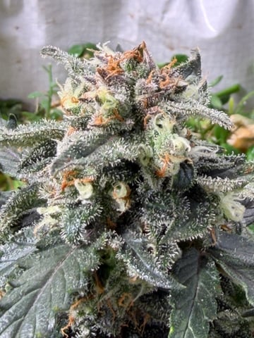 510 First Run! — flower, day 71