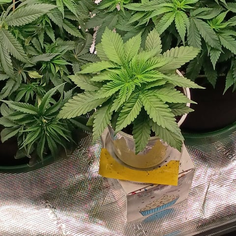 TentPlantLightFan — vegetative, day 54
