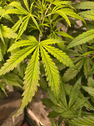 RQS Cookies Gelato — flower, day 40