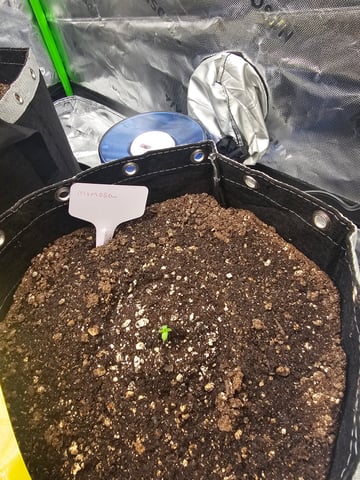 first grow — seedling_rooting, day 3