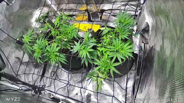 Blue Dream Feminized  — vegetative, day 50