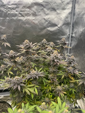 Master Kush RBX — flower, day 181