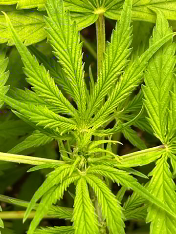 Lavender and Anesthesia Auto — flower, day 55