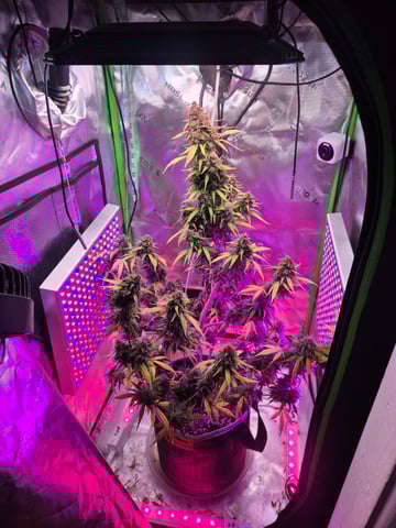 First "Auto" Grow — flower, day 74