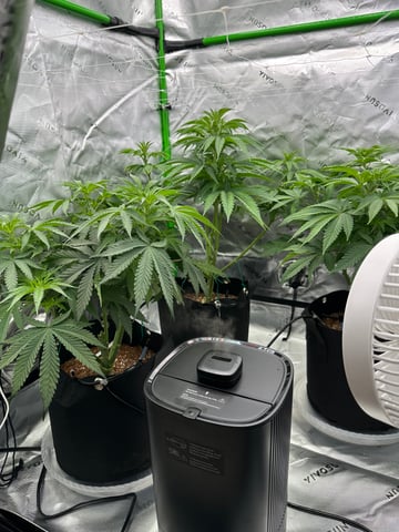 First grow — flower, day 43