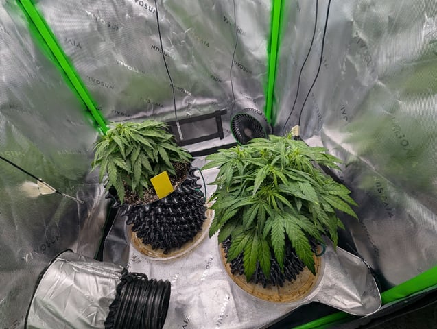 Titan F1 grow  — vegetative, day 39