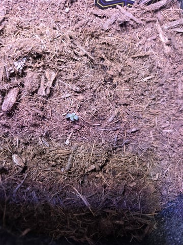 Ripley OG — seedling_rooting, day 8